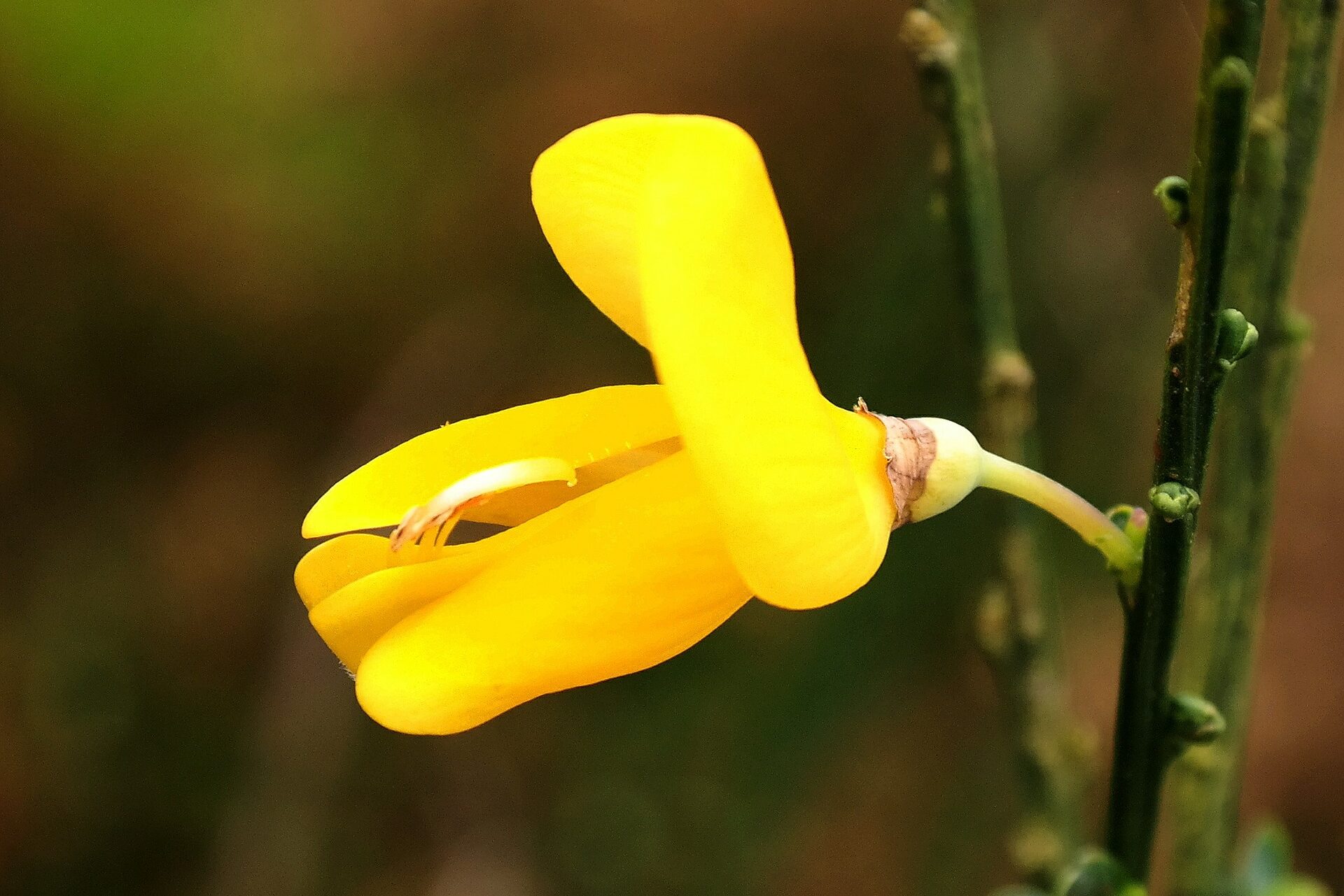 Esquecimento de nossa Natureza Divina!